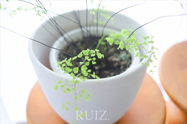 太陽vs植物育成ライト トイレの観葉植物はライトで育つのか Casa Ruiz