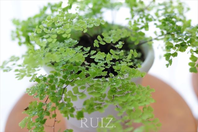 窓のないトイレでもこんなに育つ 観葉植物育成ライトの効果 Casa Ruiz